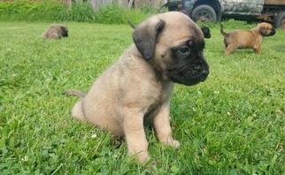 Cane Corso-Mastiff Mix Litter for sale in WATERTOWN, WI, USA