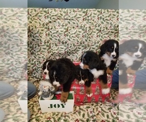 Bernese Mountain Dog Litter for sale in PEEBLES, OH, USA