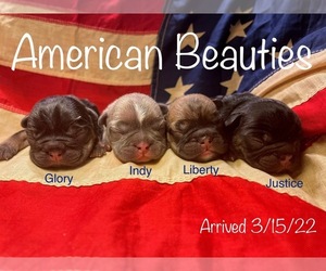 French Bulldog Litter for sale in TEMPLETON, CA, USA