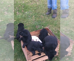 Shepradors Litter for sale in AMBOY, IN, USA
