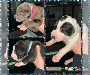 Great Dane Litter for sale in TAYLORSVILLE, KY, USA