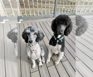 Poodle (Standard) Litter for sale in SCOTTSBURG, IN, USA