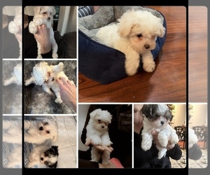 Maltipoo Litter for sale in TURNER, OR, USA