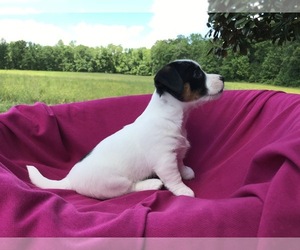 Jack Russell Terrier Litter for sale in HARTLY, DE, USA