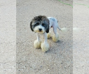 Bernedoodle-Poodle (Toy) Mix Litter for sale in BLACK FOREST, CO, USA