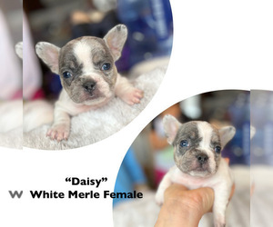 French Bulldog Litter for sale in SARATOGA SPRINGS, NY, USA