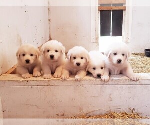 Great Pyrenees Litter for sale in SIOUX CENTER, IA, USA