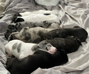 Great Dane Litter for sale in CLAYTON, IN, USA