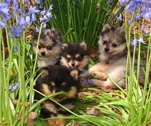 Pomeranian Litter for sale in DINWIDDIE, VA, USA