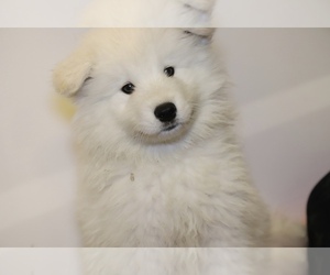 Samoyed Litter for sale in BELLEVUE, WA, USA