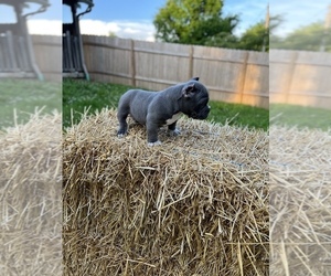 American Bully Litter for sale in LIBERTY TOWNSHIP, OH, USA