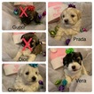 Small Photo #1 Havanese Puppy For Sale in THOMASVILLE, NC, USA