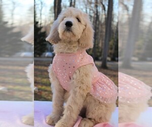 Goldendoodle Litter for sale in TIMBERLAKE, NC, USA