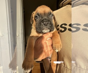 Boxer Litter for sale in MANCHESTER, CT, USA
