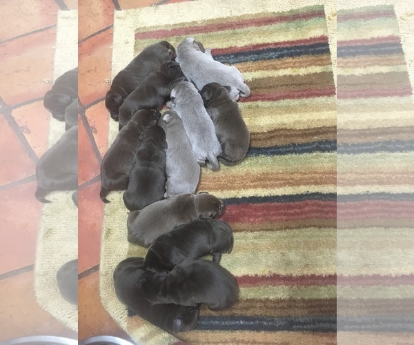 Medium Photo #1 Labrador Retriever Puppy For Sale in STUTTGART, AR, USA