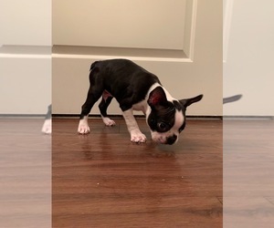 Boston Terrier Litter for sale in FISHERS, IN, USA