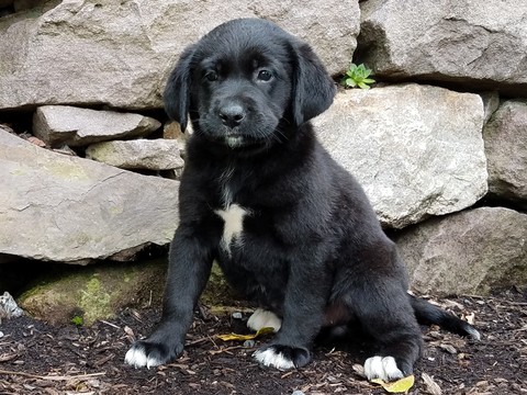 Medium Photo #1 Labrador Retriever-Unknown Mix Puppy For Sale in READING, PA, USA