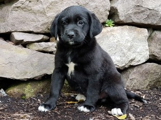 Labrador Retriever-Unknown Mix Litter for sale in READING, PA, USA