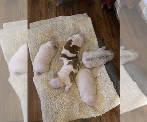 American Bully Litter for sale in GREENWICH, NY, USA