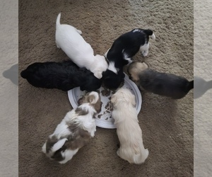 Chorkie Litter for sale in DESOTO, TX, USA