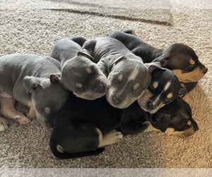 American Bully Litter for sale in WEBSTER, NY, USA