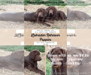 Labrador Retriever Litter for sale in BROWNS VALLEY, CA, USA