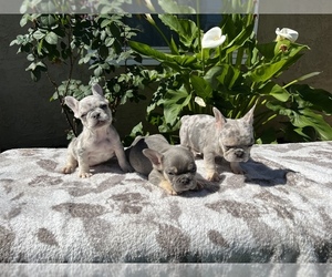 French Bulldog Litter for sale in SAN DIEGO, CA, USA