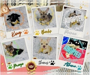 French Bulldog Litter for sale in ATHENS, GA, USA
