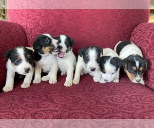 Jack Russell Terrier Litter for sale in BOISE, ID, USA