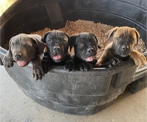 Medium Cane Corso