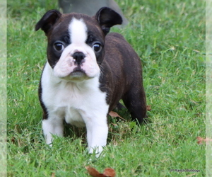 Boston Terrier Litter for sale in WINNSBORO, TX, USA