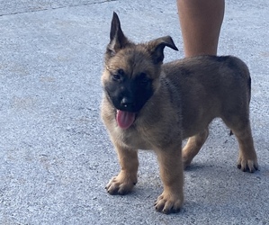 Malinois Litter for sale in SWEETWATER, TN, USA