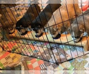 Siberian Husky Litter for sale in AMARILLO, TX, USA