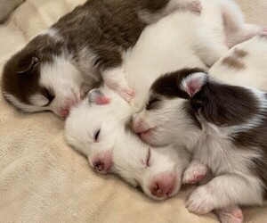 Pomsky Litter for sale in MCMINNVILLE, OR, USA