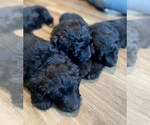 Small Photo #1 Goldendoodle-Miniature Australian Shepherd Mix Puppy For Sale in UNION, WV, USA