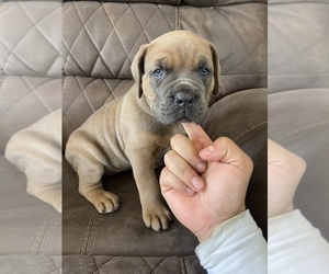 Medium Cane Corso