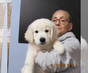 English Cream Golden Retriever Litter for sale in NORTHWOOD, OH, USA