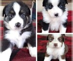 Small Photo #1 Australian Shepherd Puppy For Sale in RIDGELAND, SC, USA