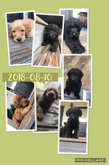 Labradoodle Litter for sale in MCDONOUGH, GA, USA