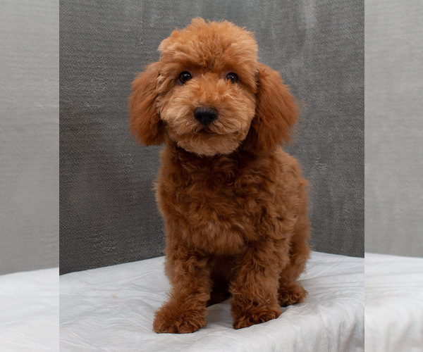 Medium Photo #1 Poodle (Miniature) Puppy For Sale in DONNA, TX, USA
