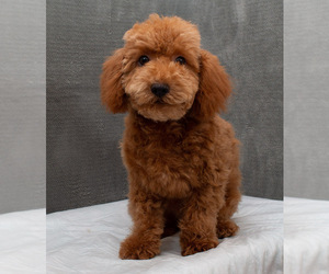 Poodle (Miniature) Litter for sale in DONNA, TX, USA
