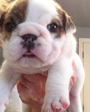 Medium Photo #1 Bulldog Puppy For Sale in BONHAM, TX, USA