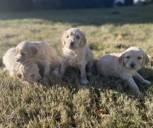 Goldendoodle (Miniature) Litter for sale in GRAHAM, WA, USA