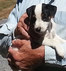 Jack Russell Terrier Litter for sale in FAIRMOUNT, GA, USA
