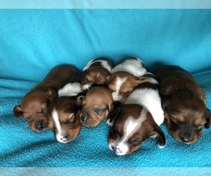 Dachshund Litter for sale in KYLE, TX, USA