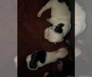 Boston Terrier Litter for sale in PUYALLUP, WA, USA