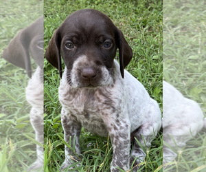 German Shorthaired Pointer Litter for sale in BUDA, TX, USA