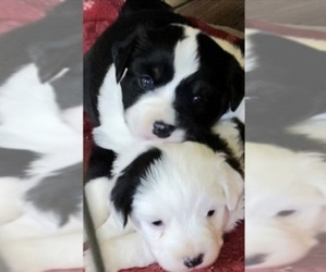 Miniature American Shepherd Litter for sale in PLACERVILLE, CA, USA