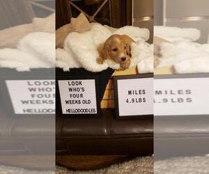 Goldendoodle Litter for sale in RICHMOND, TX, USA