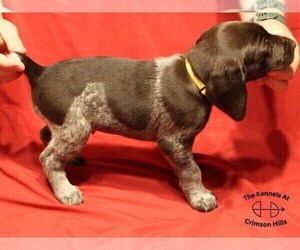 German Shorthaired Pointer Litter for sale in CONWAY, AR, USA